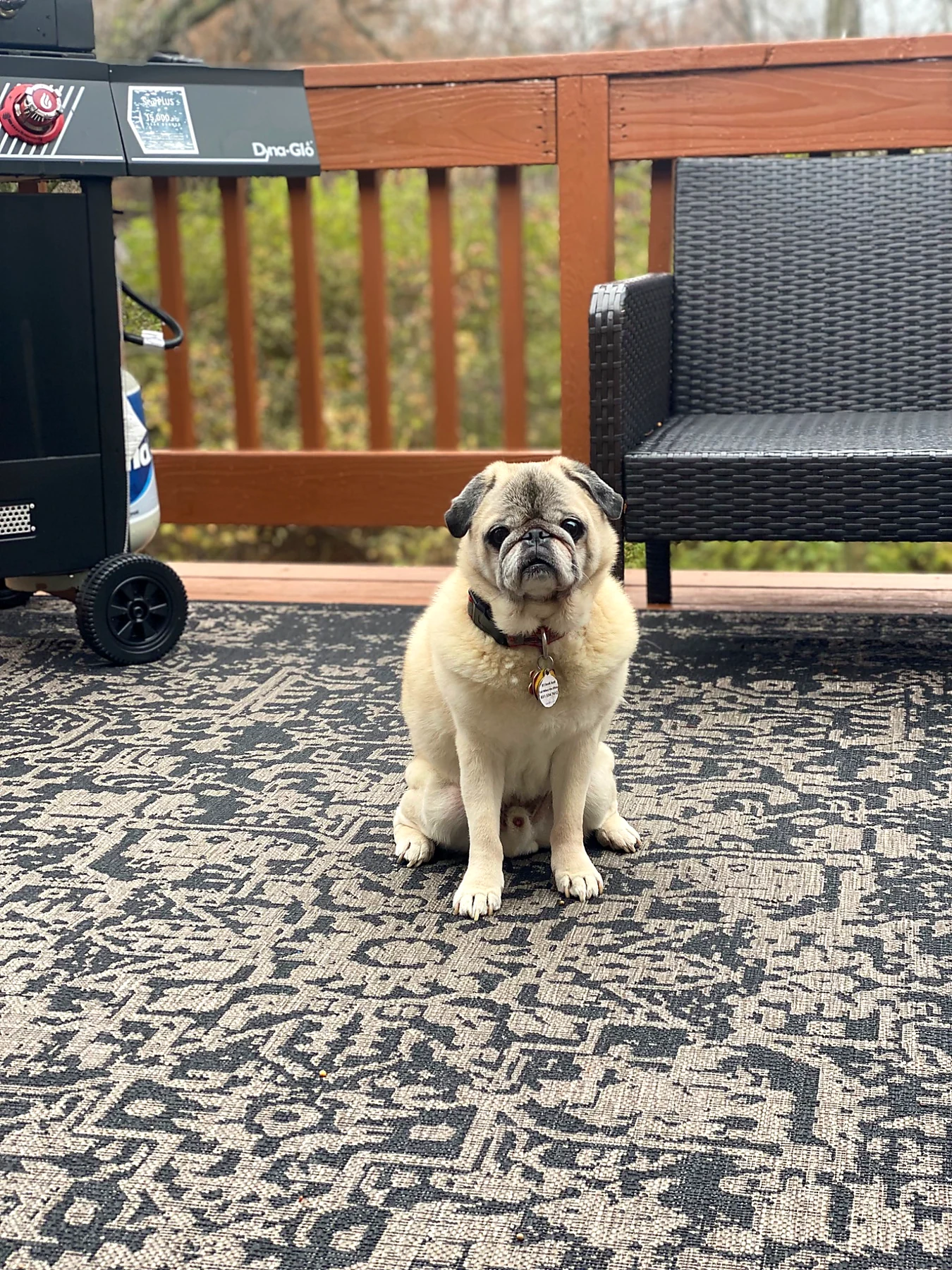 Mr. Cooper sitting quietly on a deck.