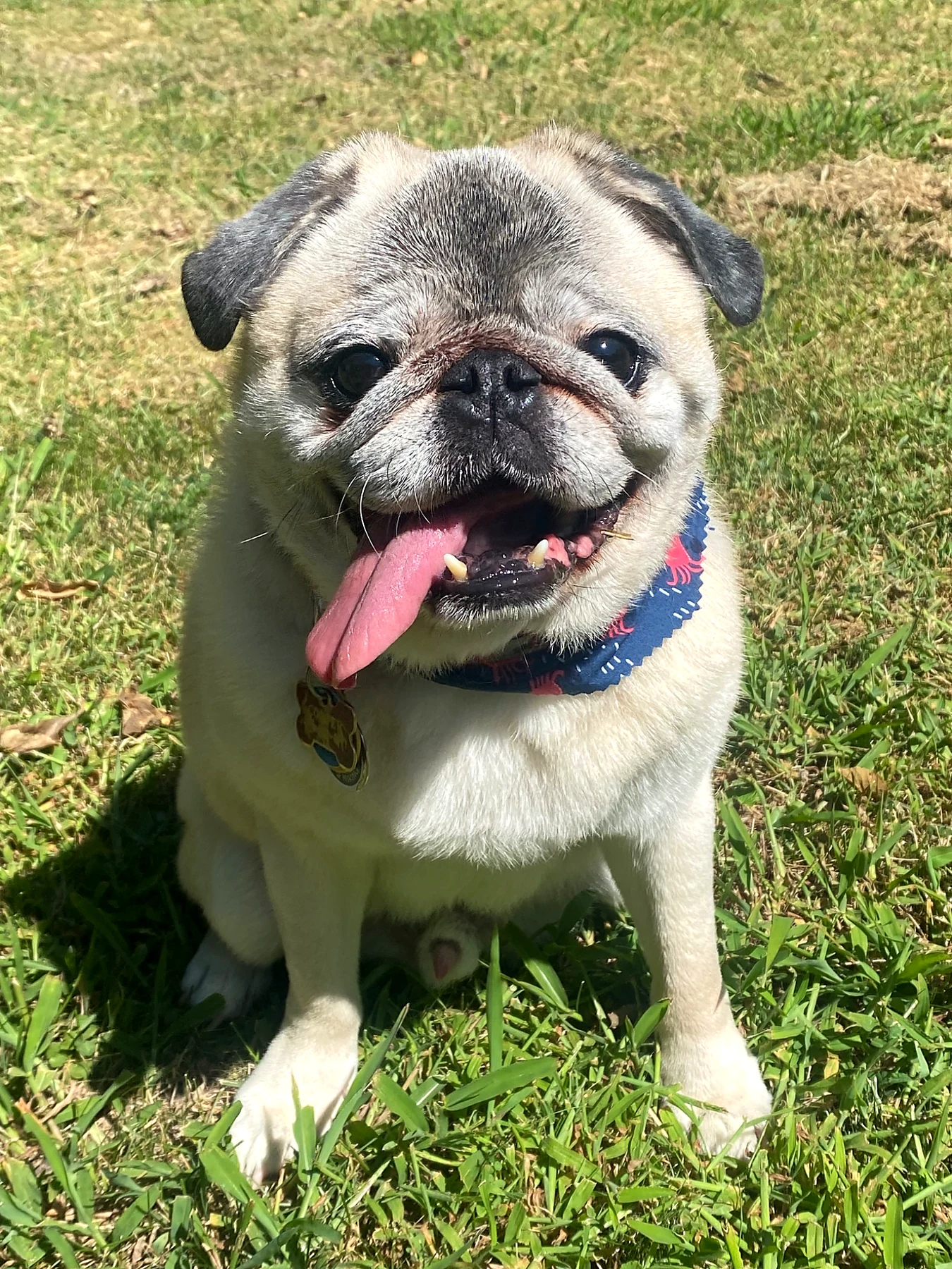 Mr. Cooper, a fawn pug, smiling happily outside in the sunshine.