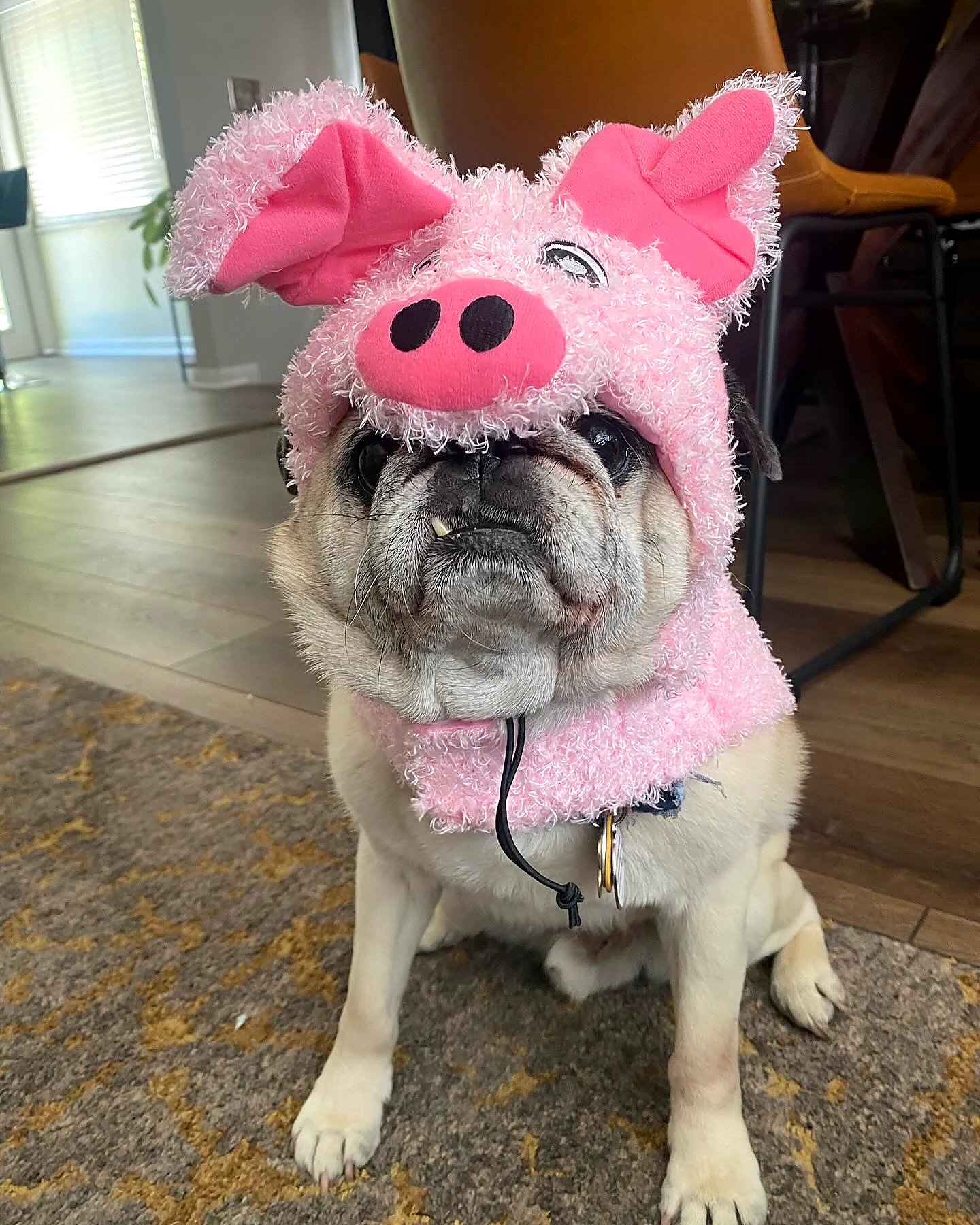 Mr. Cooper wearing a fluffy pink pig costume.