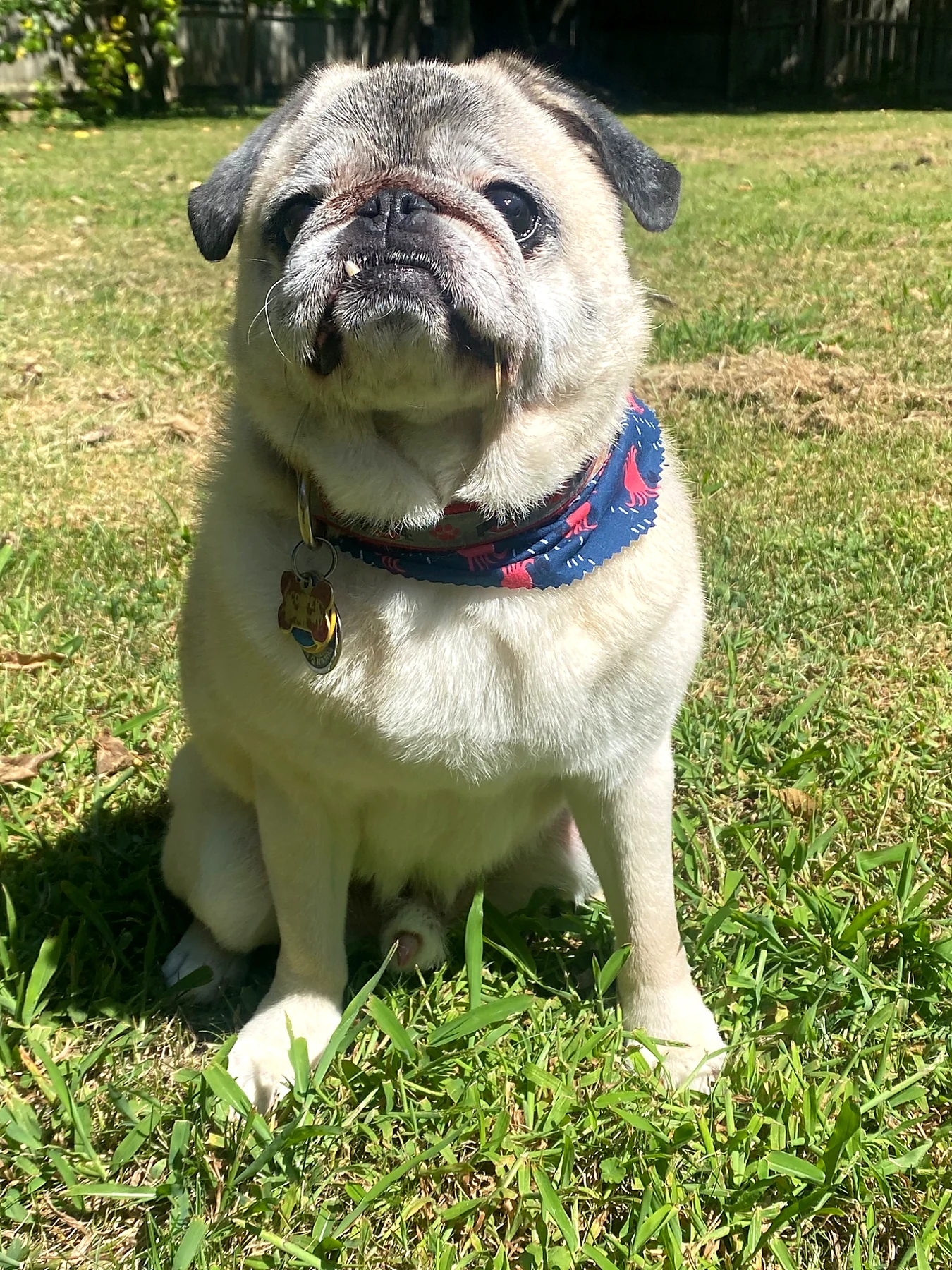 Mr. Cooper sitting peacefully in the grass.
